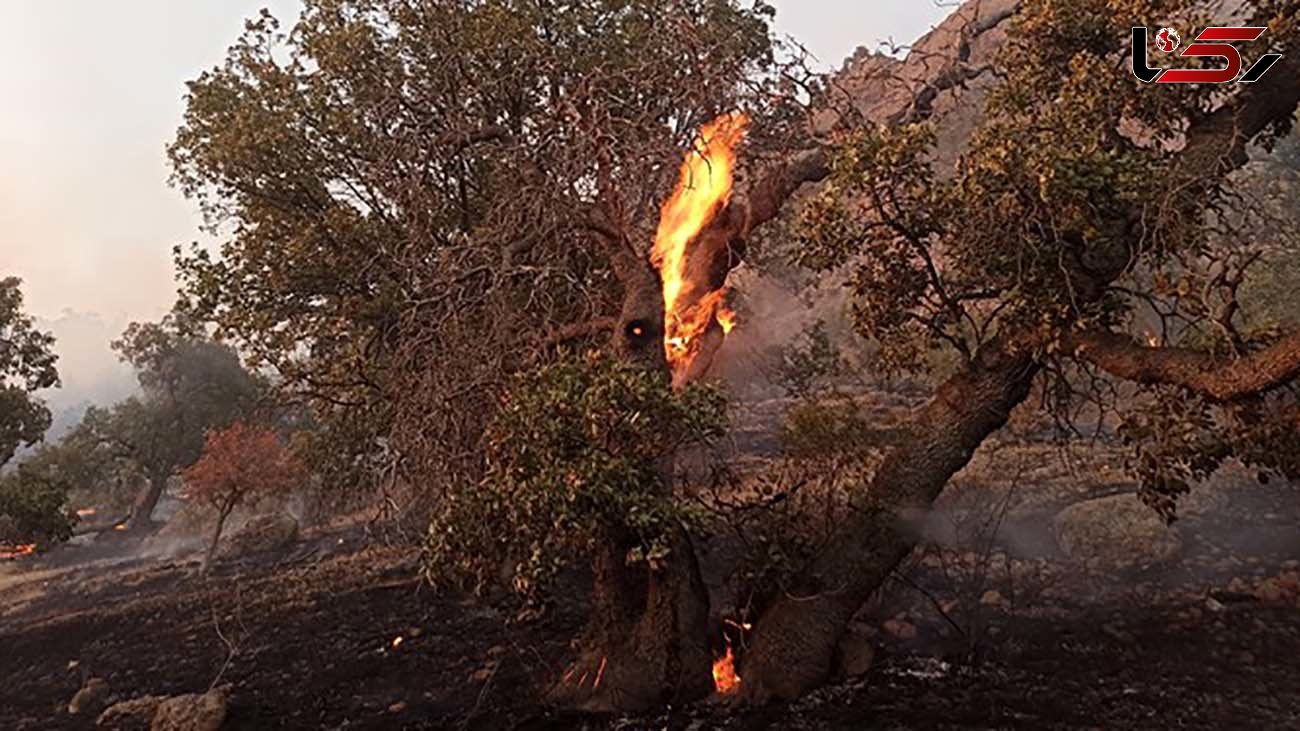 آتش سوزی در جنگل توسکستان