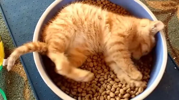 بهترین و جالب ترین ویدیوهای حیوانات در سال 2017 ! + فیلم