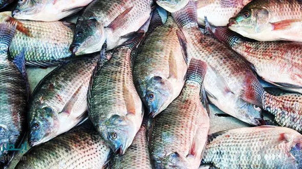 تخفیف 20 درصدی ماهی و میگو ویژه عید و ماه رمضان در میادین میوه و تره بار