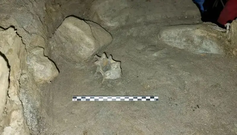 حیوانات عصر یخبندان