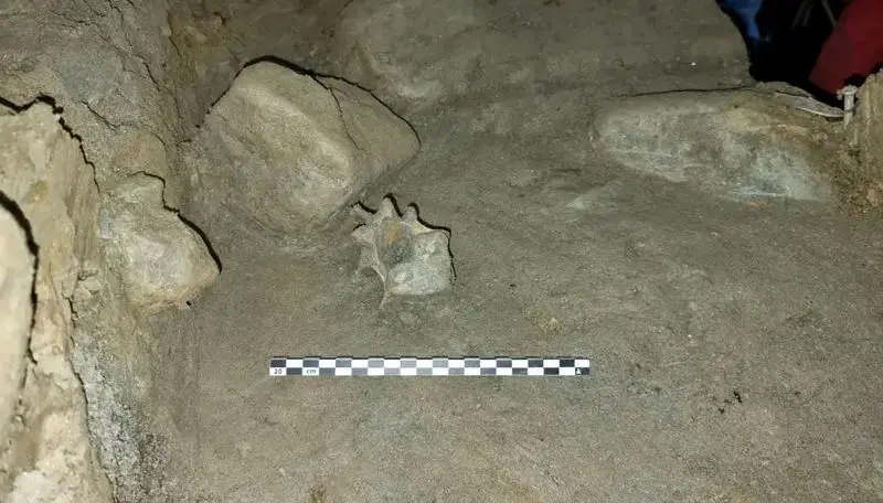 حیوانات عصر یخبندان