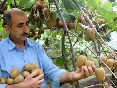 کیوی به سبد از ما بهتران پَر کشید! / کیوی ایرانی در بازار گران‌ تر از موز! / گرانی 200 درصدی حاصل صادرات به روسیه