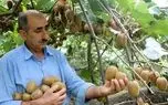 کیوی به سبد از ما بهتران پَر کشید! / کیوی ایرانی در بازار گران‌ تر از موز! / گرانی 200 درصدی حاصل صادرات به روسیه