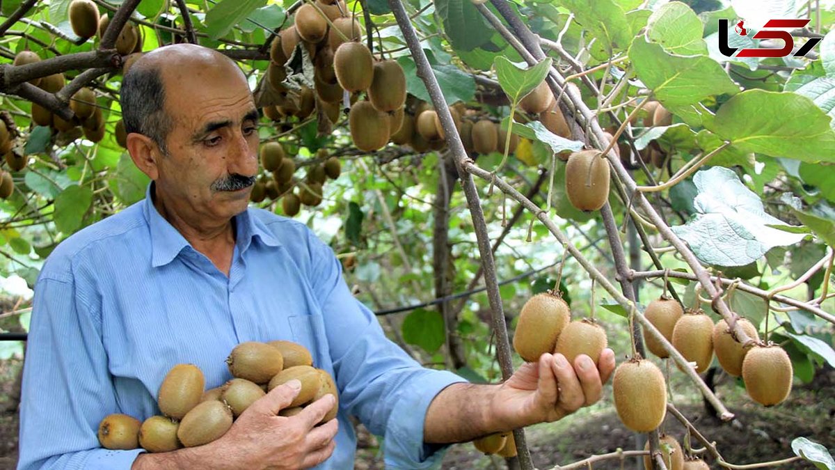 کیوی به سبد از ما بهتران پَر کشید! / کیوی ایرانی در بازار گران‌ تر از موز! / گرانی 200 درصدی حاصل صادرات به روسیه