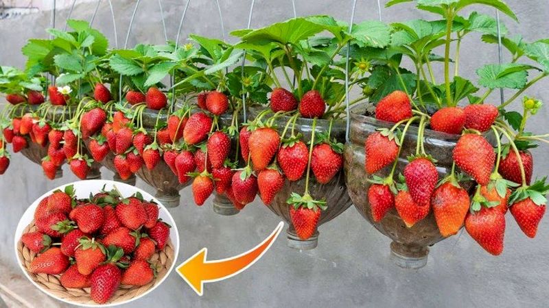 برداشت توت‌فرنگی در بطری پلاستیکی
