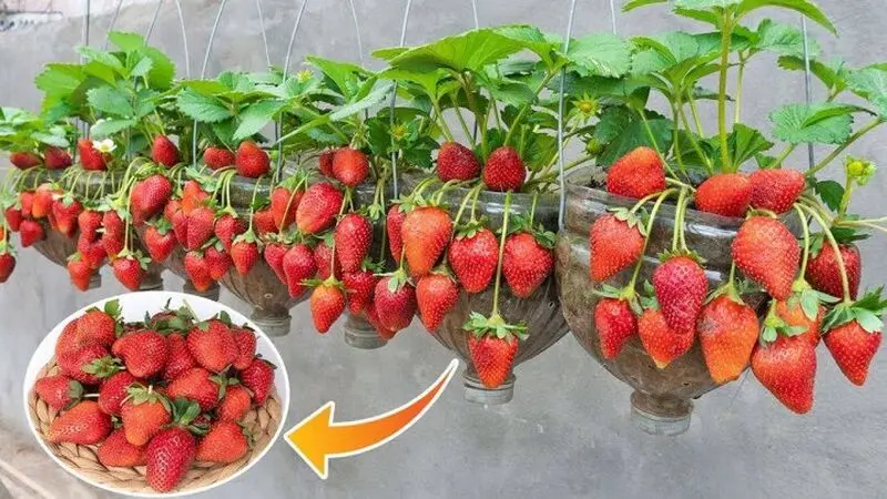 برداشت توت‌فرنگی در بطری پلاستیکی