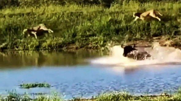 پرش دیدنی گوزن یالدار از روی شیرهای گرسنه حین فرار + فیلم