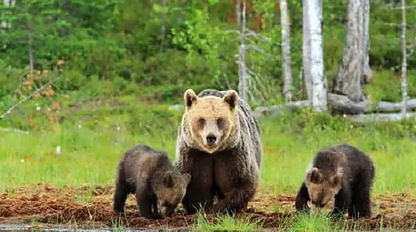 فیلم دیدنی فراری خرس مادر و 2 توله اش از نور ماشین / در اردل رخ داد
