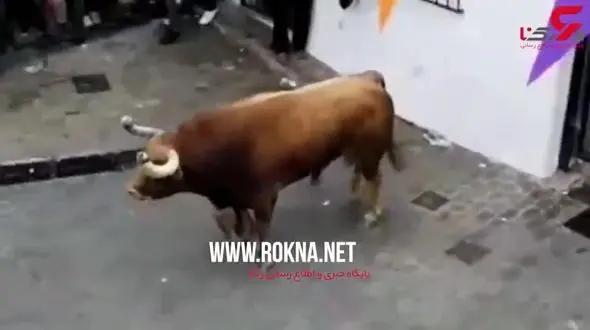 لحظه کشته شدن مرد 74 ساله توسط گاو وحشی! + فیلم
