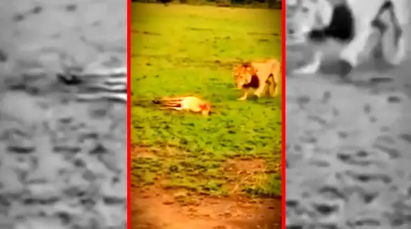 فیلم / شیر غذای کفتار را تصاحب می کند