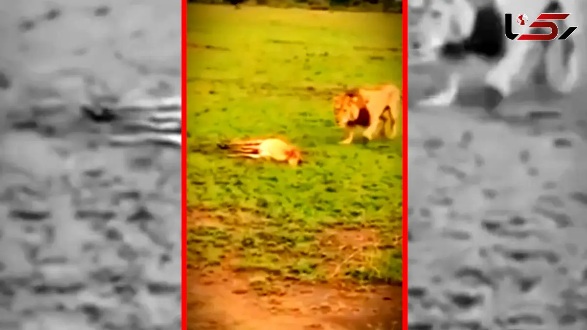 فیلم / شیر غذای کفتار را تصاحب می کند