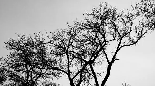 مرگ باغبان در پی سقوط از درخت / در آستانه‌اشرفیه رخ داد