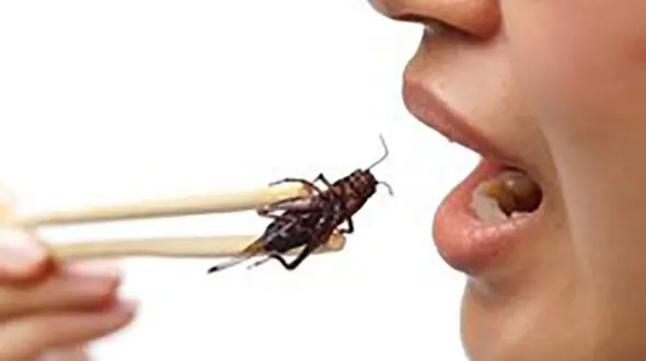 
خواص جیرجیرک برای روده
