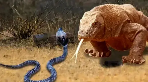 جدال دیدنی مار شاه کبرا و اژدهای کومودو + فیلم