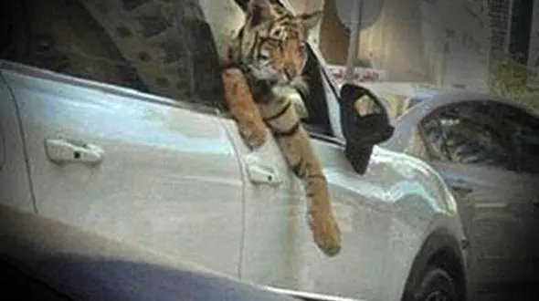 مد جدید بچه پولدارها؛ دور دور با حیوانات عظیم الجثه