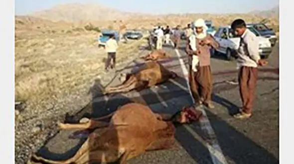 برخورد پراید با شتر چهار عضو خانواده گنبدی را زمینگیر کرد