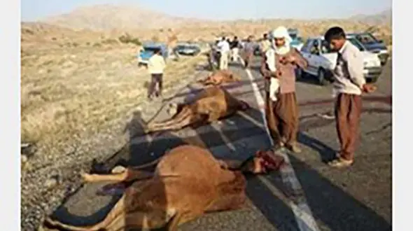 برخورد پراید با شتر چهار عضو خانواده گنبدی را زمینگیر کرد