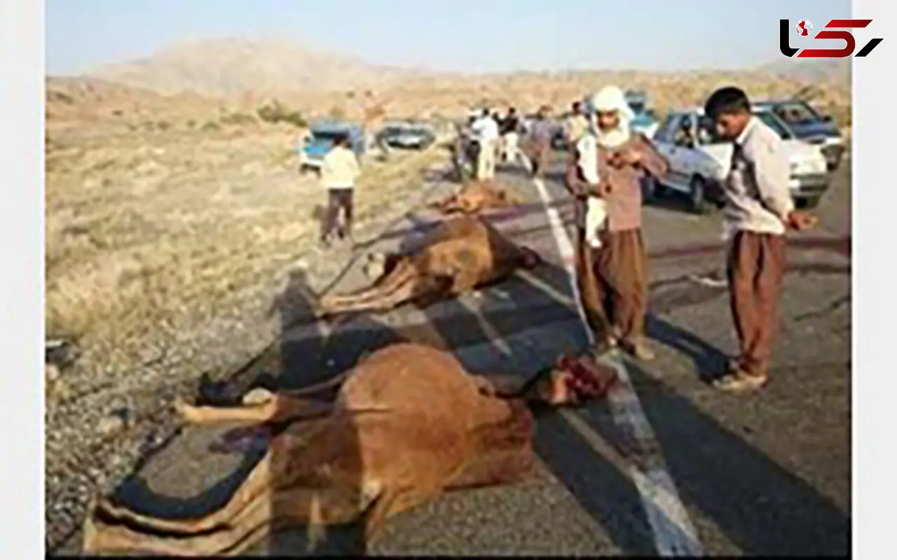 برخورد پراید با شتر چهار عضو خانواده گنبدی را زمینگیر کرد