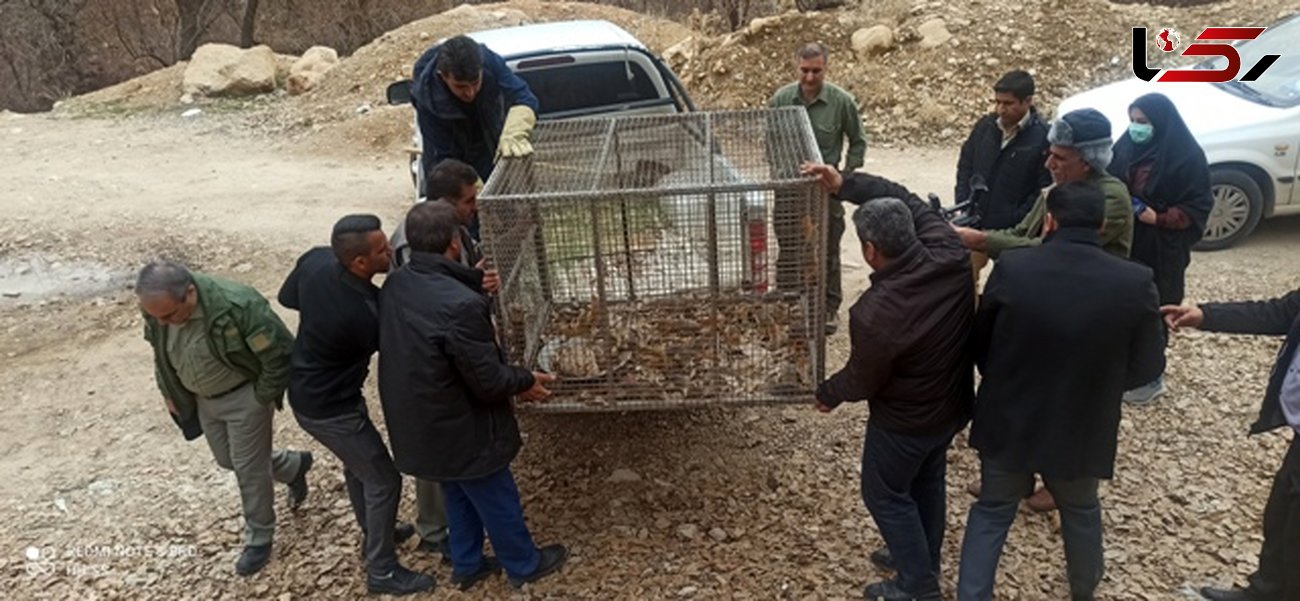 بازداشت قاچاقچی حیات وحش با محموله بزرگ سنجاب ایرانی در کهگیلویه و بویراحمد + عکس