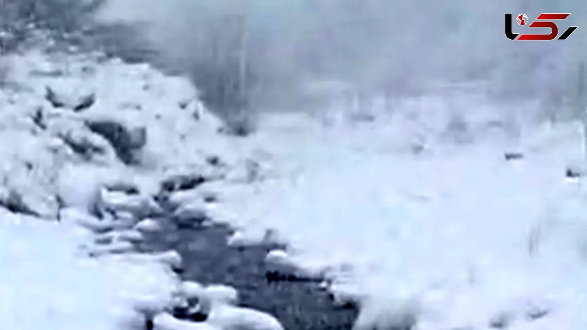 فیلم بارش برف در منطقه کوهستانی سرتنگه سوادکوه