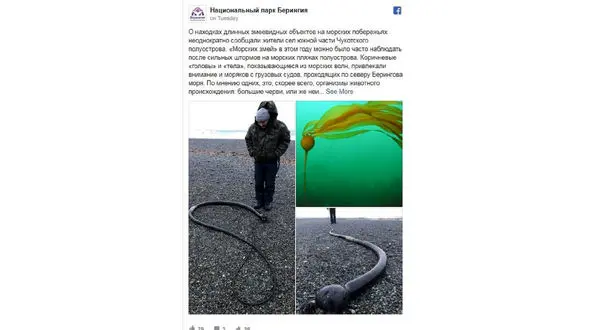 میهمان ناخوانده عجیب و مرموزی که از اعماق دریا به ساحل آمد+عکس 