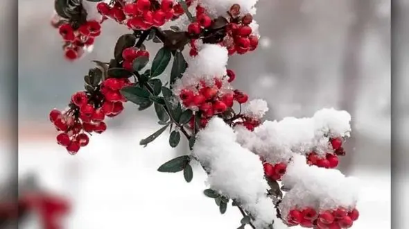 فال ابجد امروز / 20 دی ماه + فیلم 