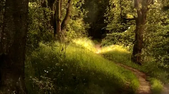 رویاهایتان را در اولویت قرار دهید