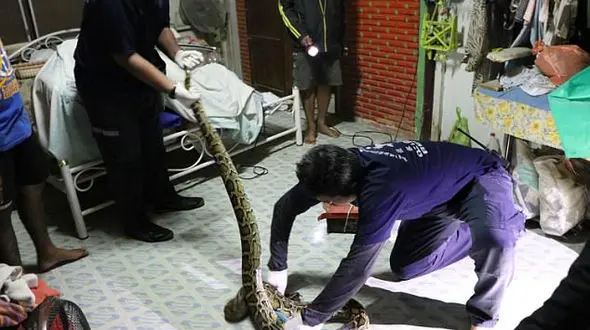 مار پیتون 3 متری در اتاق خواب یک زن کمین کرده بود + تصاویر