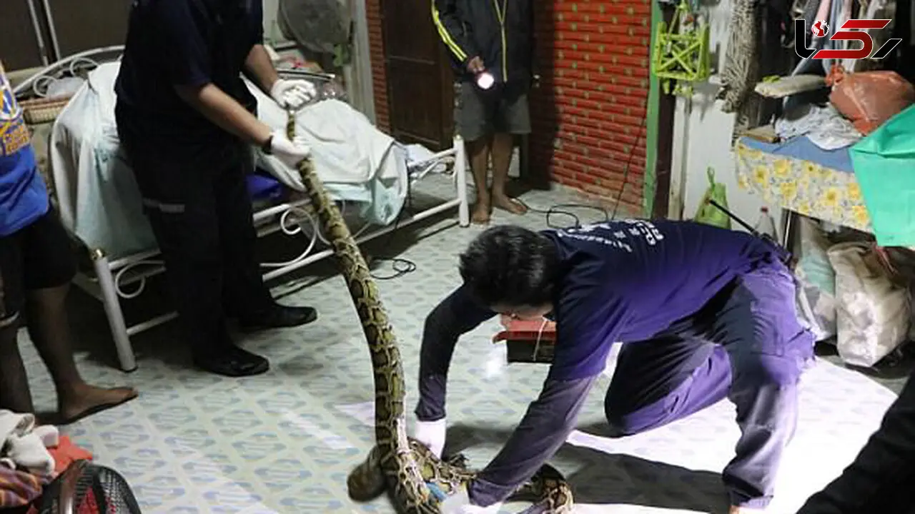مار پیتون 3 متری در اتاق خواب یک زن کمین کرده بود + تصاویر