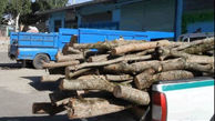 سازمان منابع طبیعی: چوب های قاچاق کشف شده در تهران بیشتر از نوع توسکا است
