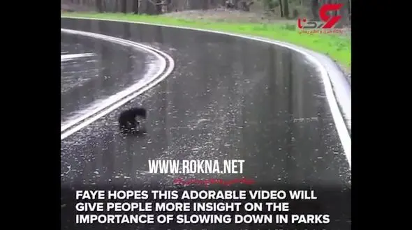 ایستادن خودرو در جاده برای عبور خرس و بچه هایش از جاده+فیلم