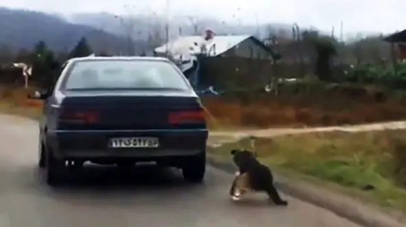 حکم قطعی متهم سگ آزاری شفتی صادر شد
