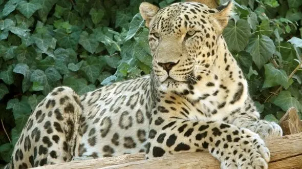 ماجرای فیلم رخ نمایی پلنگ مازندران در دماوند چه بود؟ + فیلم و جزییات