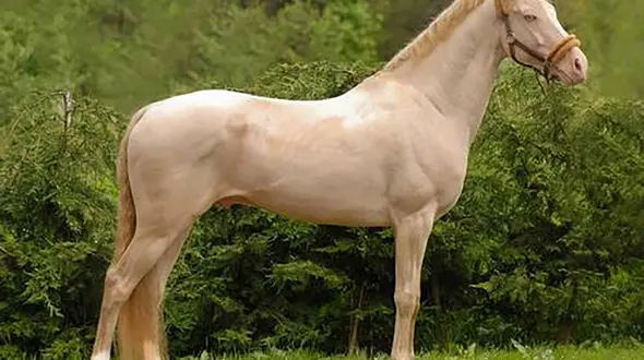 قیمت اسب با نژاد برتر + جدول قیمت