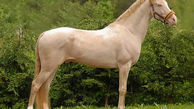 قیمت اسب با نژاد برتر + جدول قیمت