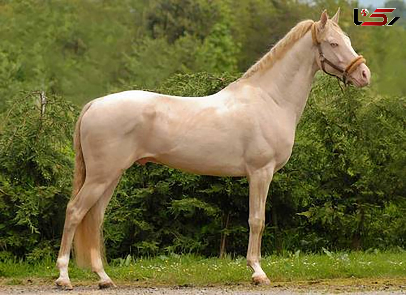 قیمت اسب با نژاد برتر + جدول قیمت