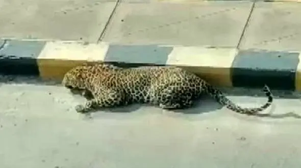 جولان یک پلنگ در حیدرآباد/ همه اهل محل وحشت کردند + فیلم