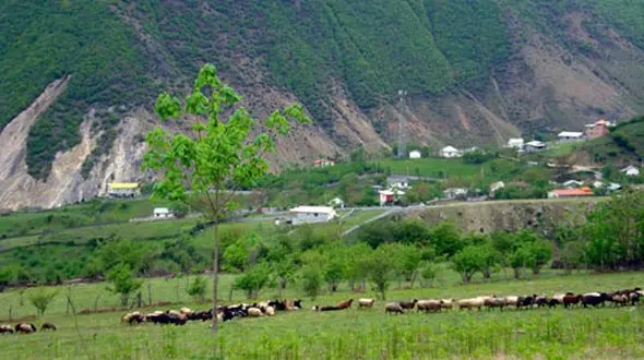 آب گرم لاویج را از دست ندهید