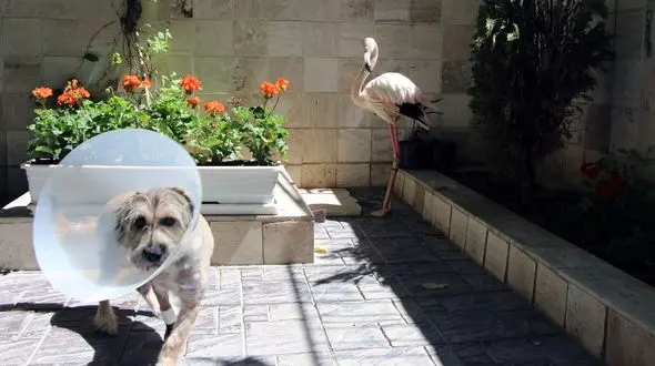 جراحی بی نظیر پرنده فلامینگو و یک سگ آزار دیده توسط دامپزشکان ایرانی+ فیلم جراحی و عکس