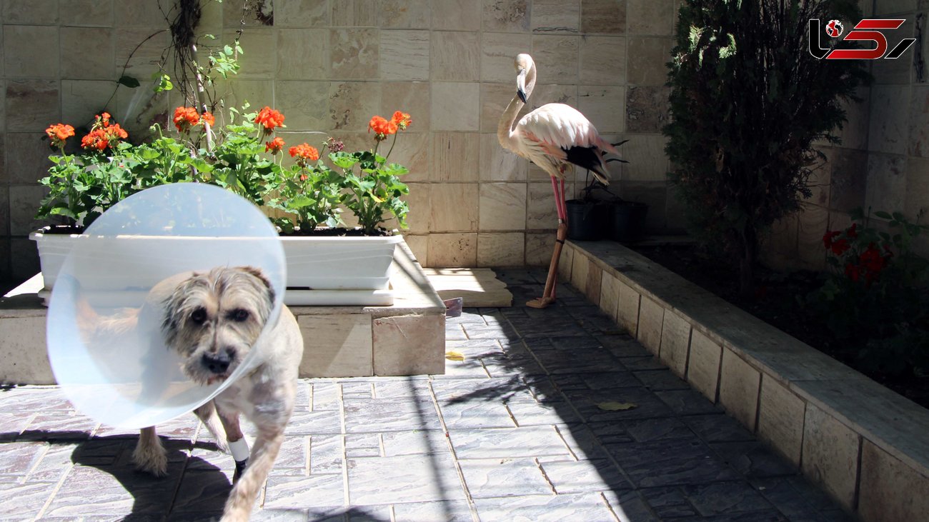 جراحی بی نظیر پرنده فلامینگو و یک سگ آزار دیده توسط دامپزشکان ایرانی+ فیلم جراحی و عکس