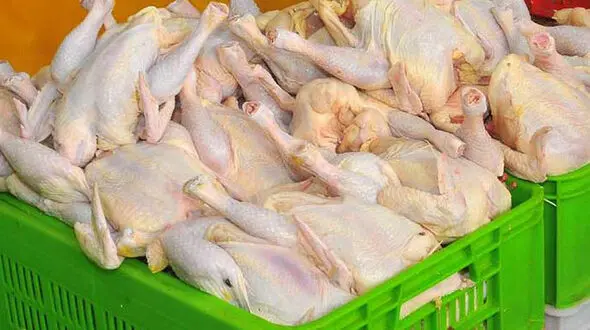 افزایش قیمت مرغ طبیعی است/ حداکثر قیمت شب عید ۷۵۰۰ تومان 