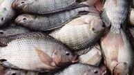 ماهی تیلاپیا نخورید،  سرطان می گیرید 
