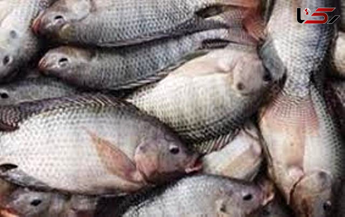 ماهی تیلاپیا نخورید،  سرطان می گیرید 