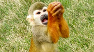 التماس های دیدنی یک میمون برای رفع گرسنگی+ تصاویر