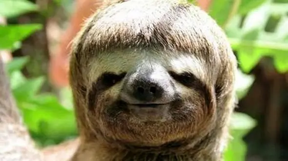 گول اسمش را نخورید / او تنبل نیست! + عکس