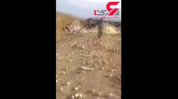 تخم مرغ های زباله همه جوجه بودند! / رفتگران شوکه شدند!+ فیلم