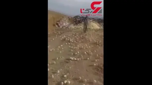 تخم مرغ های زباله همه جوجه بودند! / رفتگران شوکه شدند!+ فیلم