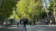 سقوط ناگهانی یک درخت در خیابان ولیعصر تهران