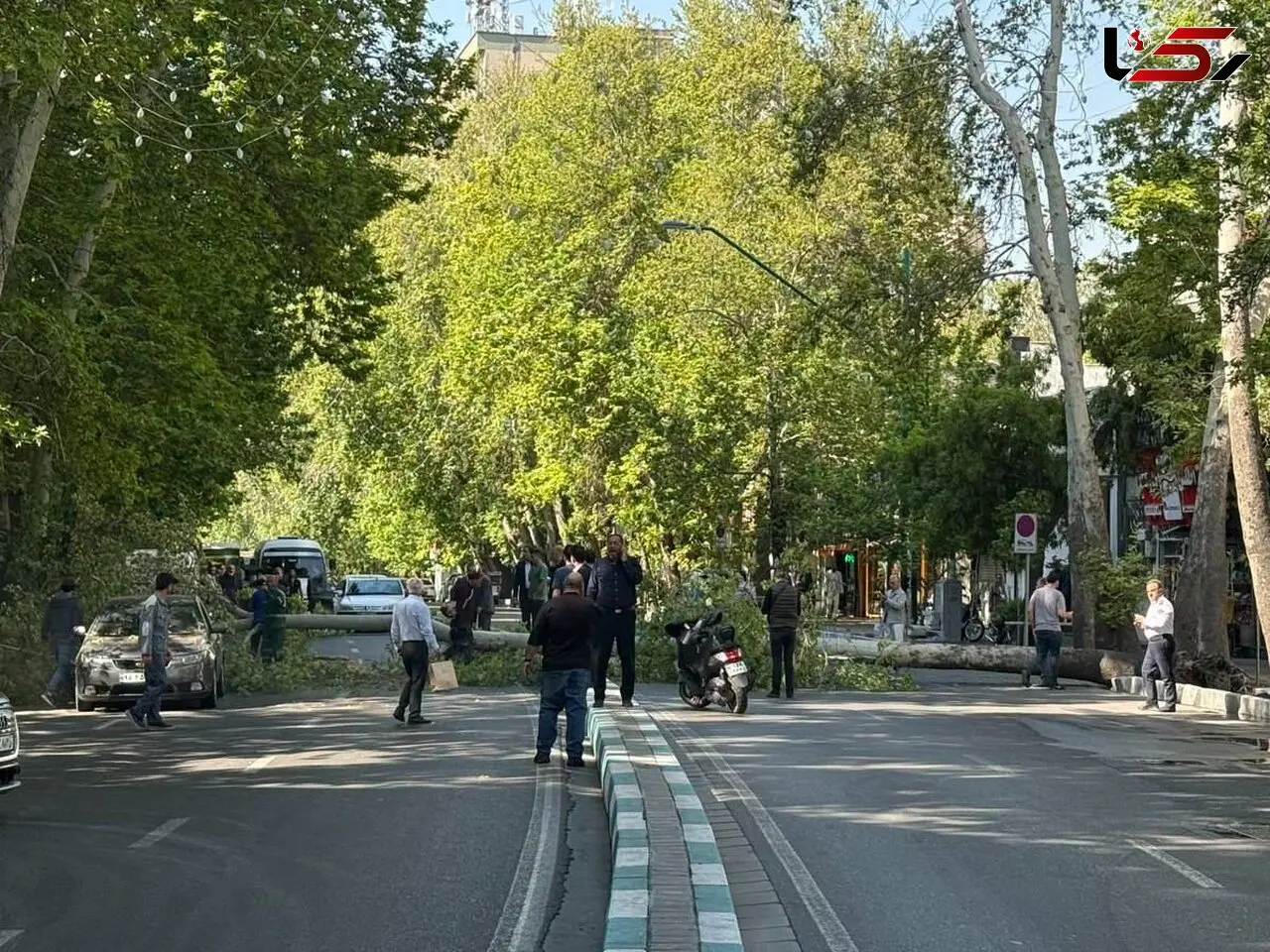 سقوط ناگهانی یک درخت در خیابان ولیعصر تهران