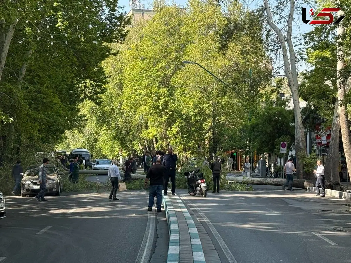 سقوط ناگهانی یک درخت در خیابان ولیعصر تهران